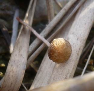 Halmfaserling, Foto 3