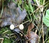 Halsbandschwindling, Foto 14