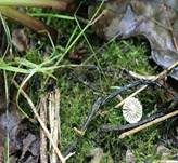 Halsbandschwindling, Foto 15