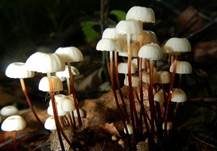 Halsbandschwindling, Foto 23