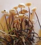 Halsbandschwindling, Foto 25