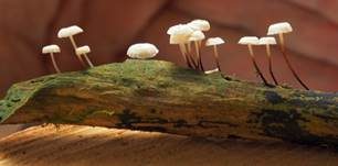 Halsbandschwindling, Foto 29