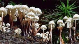 Halsbandschwindling, Foto 7