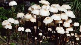Halsbandschwindling, Foto 9