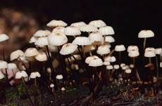 Halsbandschwindling, Foto 10