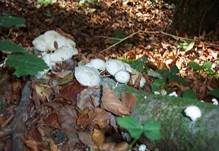 Beringter Schleimrübling, Foto 17