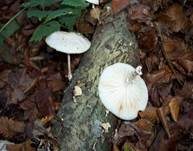 Beringter Schleimrübling, Foto 20