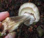 Beringter Schleimrübling, Foto 49