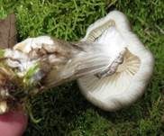 Beringter Schleimrübling, Foto 50