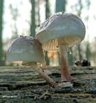Beringter Schleimrübling, Foto 55