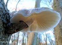 Beringter Schleimrübling, Foto 56