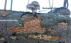 Beringter Schleimrübling, Foto 57