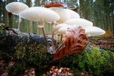 Beringter Schleimrübling, Foto 65
