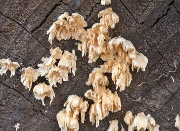 Hängender Eggenpilz, Foto 6