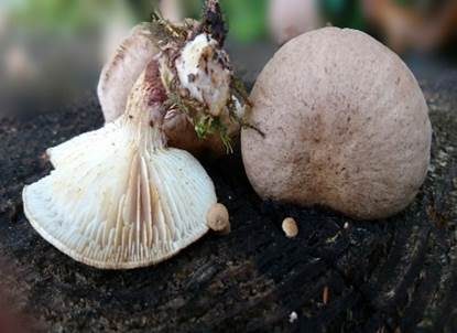 Harziger Sägeblättling, Foto 2