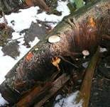 Harziger Sägeblättling, Foto 12