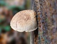 Harziger Sägeblättling, Foto 28
