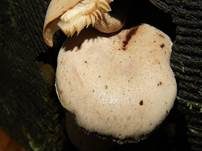 Harziger Sägeblättling, Foto 33