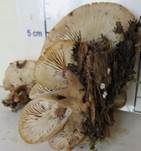 Harziger Sägeblättling, Foto 38