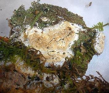 Harziger Wachsporling, Foto 2