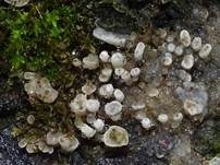 Harzzahn, Foto 13