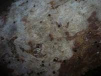 Harzzahn, Foto 19