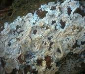 Harzzahn, Foto 21