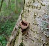 Haselbecherling, Foto 8