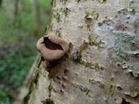 Haselbecherling, Foto 10