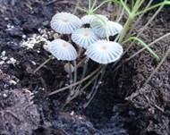 Beringter Tintling, Foto 5