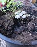 Beringter Tintling, Foto 6