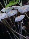 Beringter Tintling, Foto 7