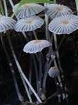 Beringter Tintling, Foto 8