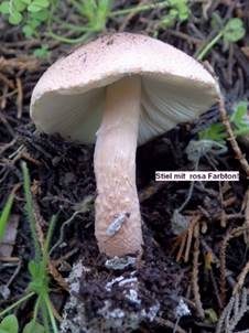 Haselbrauner Schirmling, Foto 3