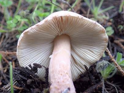 Haselbrauner Schirmling, Foto 5