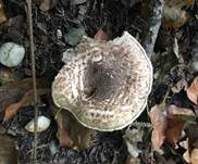 Haselbrauner Schirmling, Foto 6