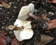 Haselbrauner Schirmling, Foto 10