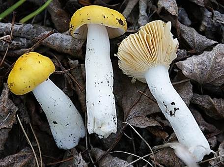 Haseldottertäubling, Foto 4