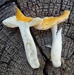 Haseldottertäubling, Foto 7