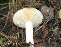 Haseldottertäubling, Foto 8