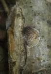 Haselporling, Foto 14