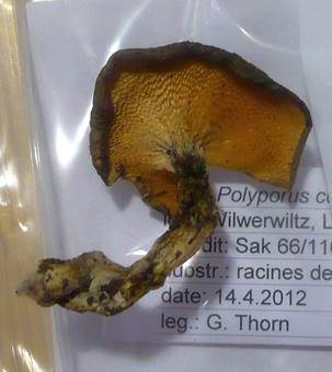 Haselstielporling, Foto 5