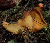 Hasenohr, Foto 7