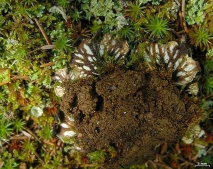 Aderigblättrige Schildflechte, Foto 3