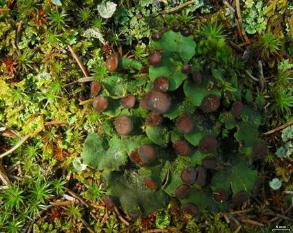 Aderigblättrige Schildflechte, Foto 4
