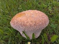 Hasenstäubling, Foto 30