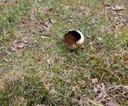 Hasenstäubling, Foto 43