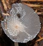 Hasentintling, Foto 22