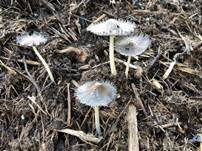 Hasentintling, Foto 31