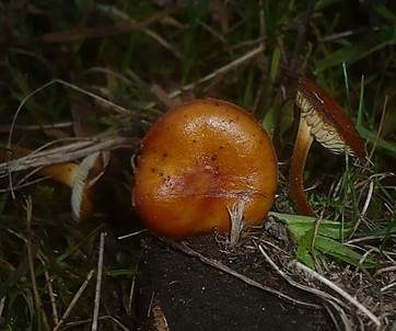 Hauhechel-Samtfußrübling, Foto 2